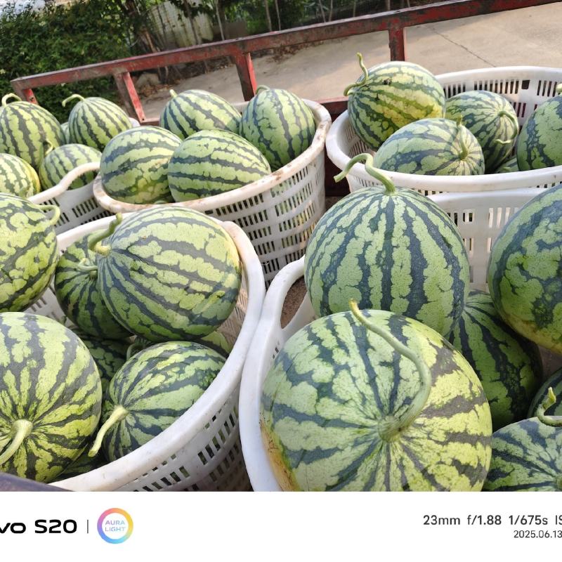 大棚美都头茬