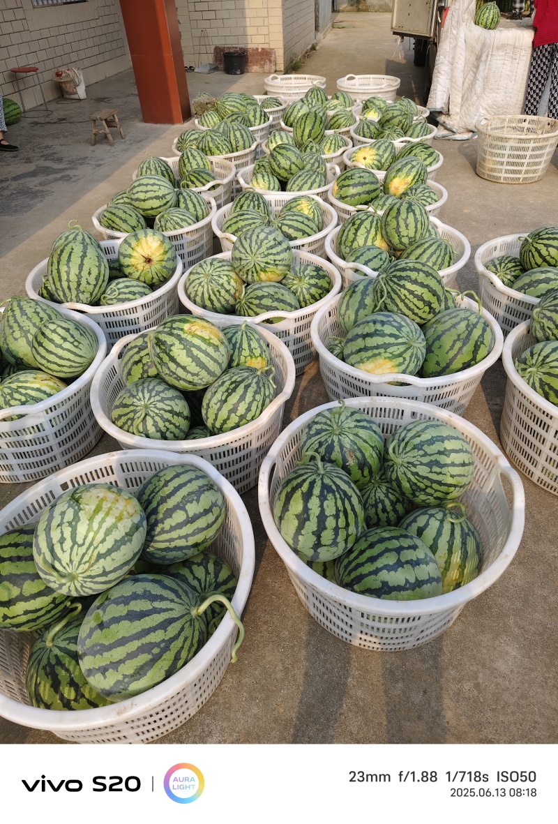 大棚美都头茬