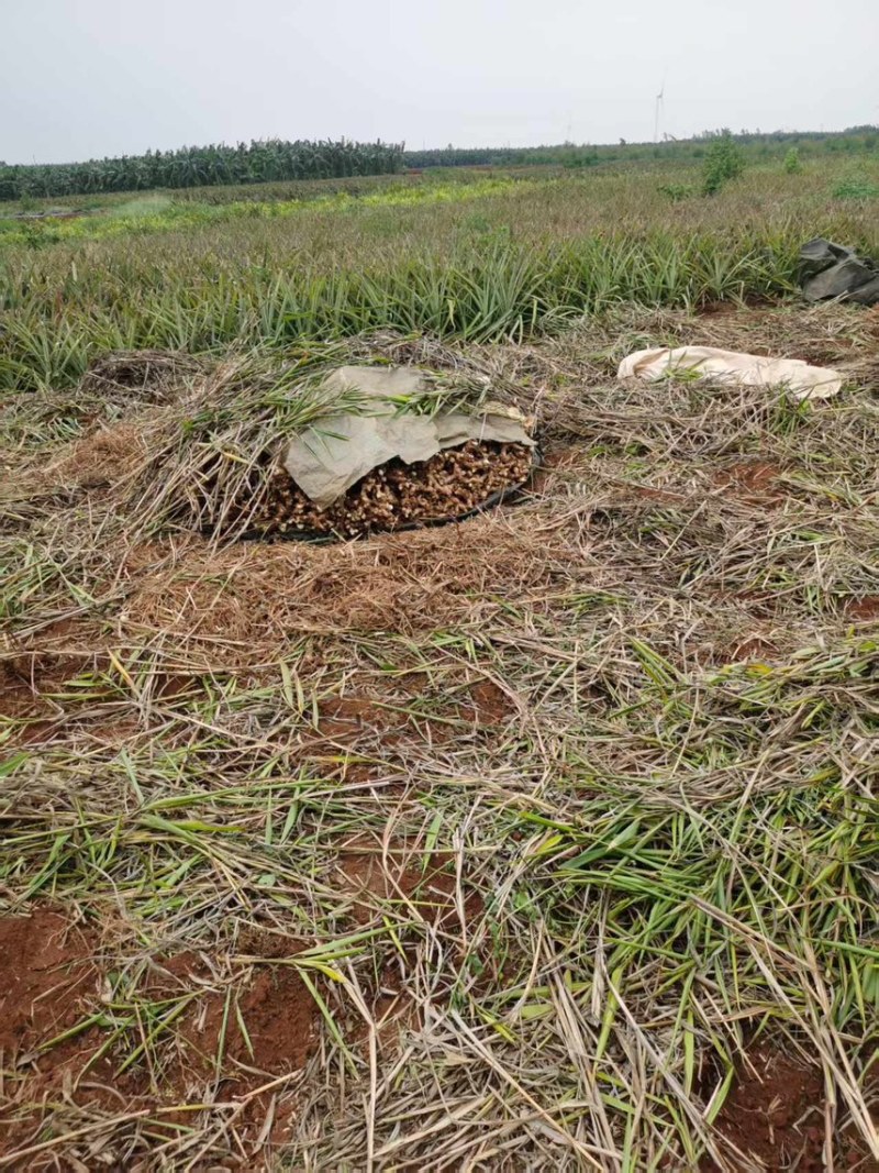 徐闻高良姜、地头直销、高良姜产地、现挖现卖