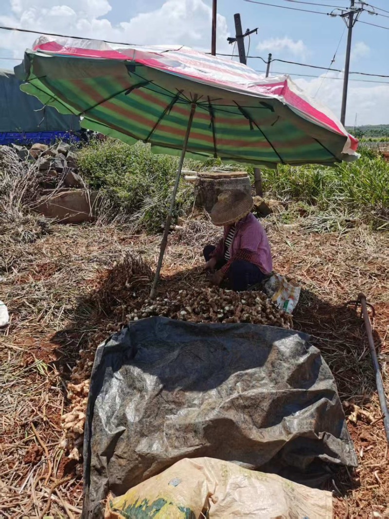 徐闻高良姜、地头直销、高良姜产地、现挖现卖