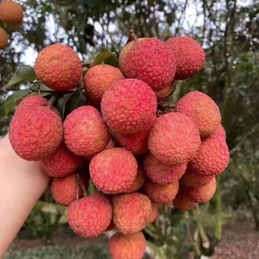 黑叶荔枝