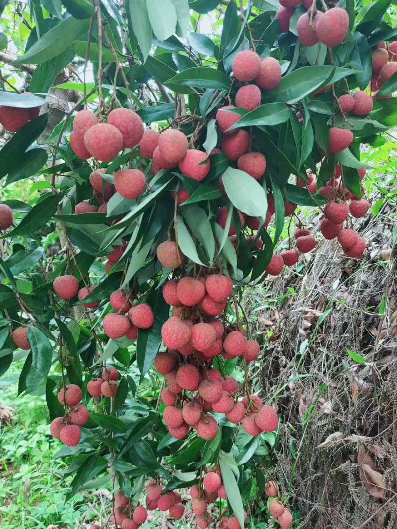 黑叶荔枝