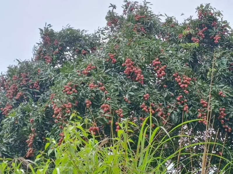 黑叶荔枝