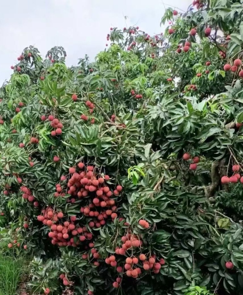 黑叶荔枝