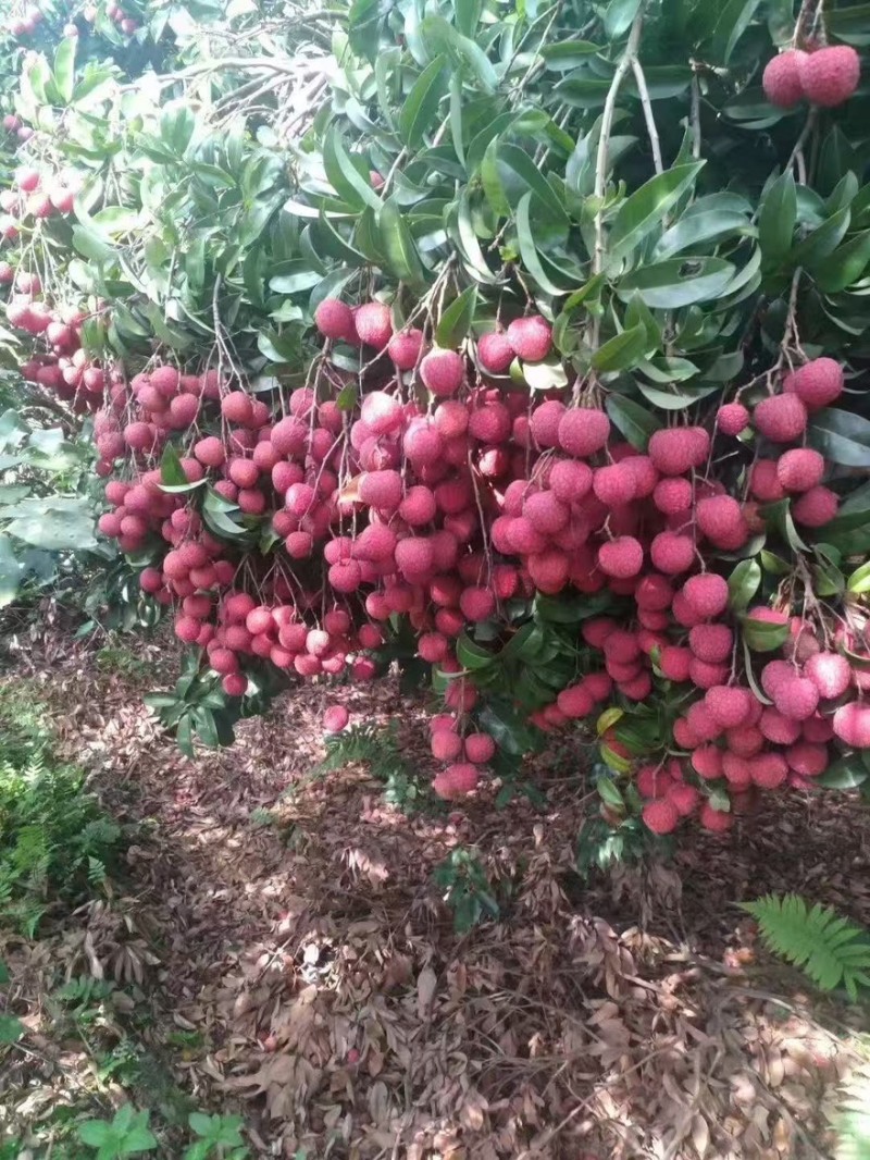 黑叶荔枝