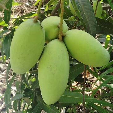 云南保山，贵妃金黄芒.大清芒果.鹰嘴芒。适合电商货市场货