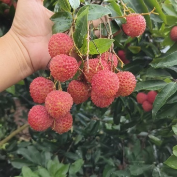 鲜甜荔枝新鲜采摘，果肉饱满汁多，夏日清爽**，品质保证直供！