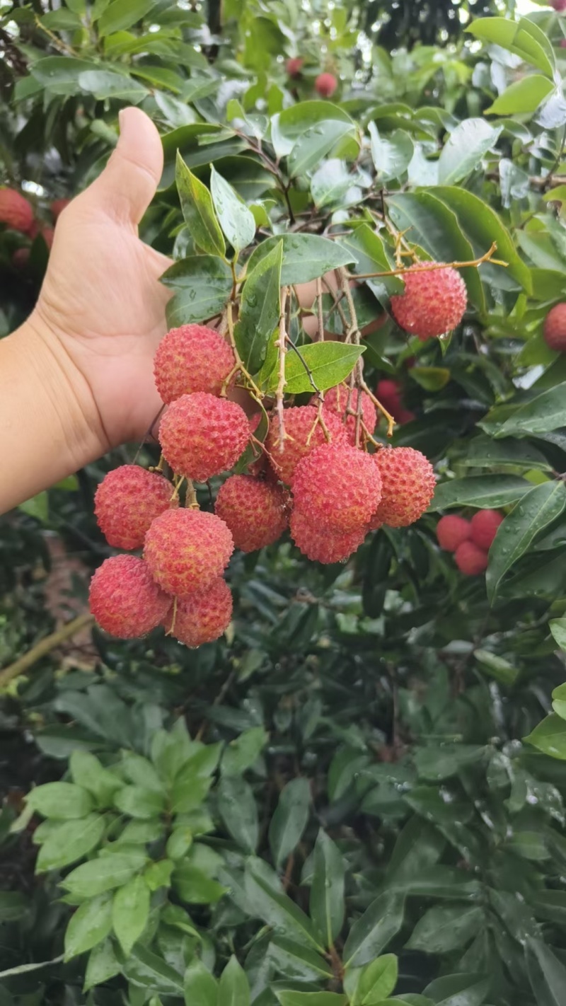 鲜甜荔枝新鲜采摘，果肉饱满汁多，夏日清爽**，品质保证直供！