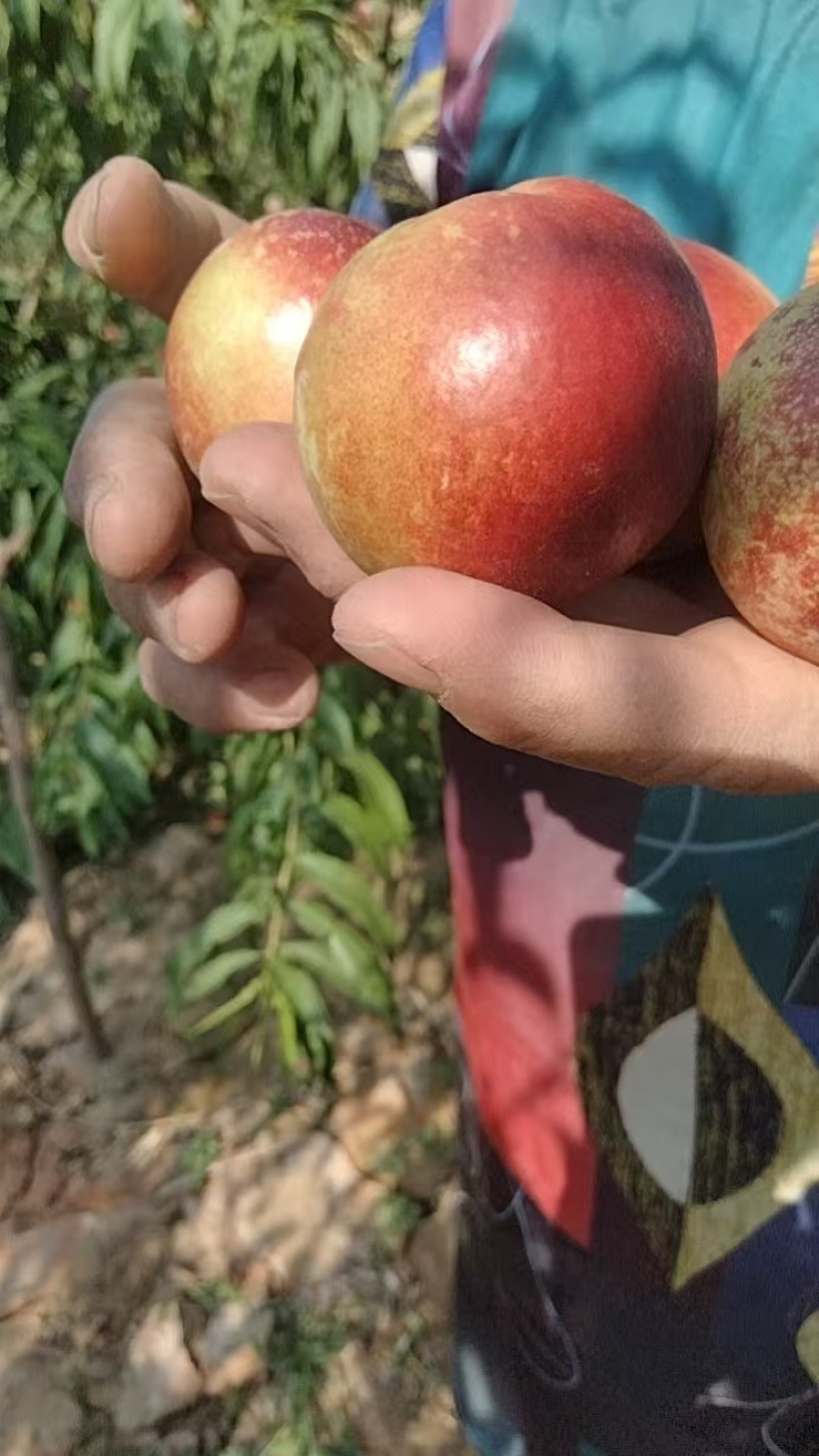 珍珠油桃便宜处理