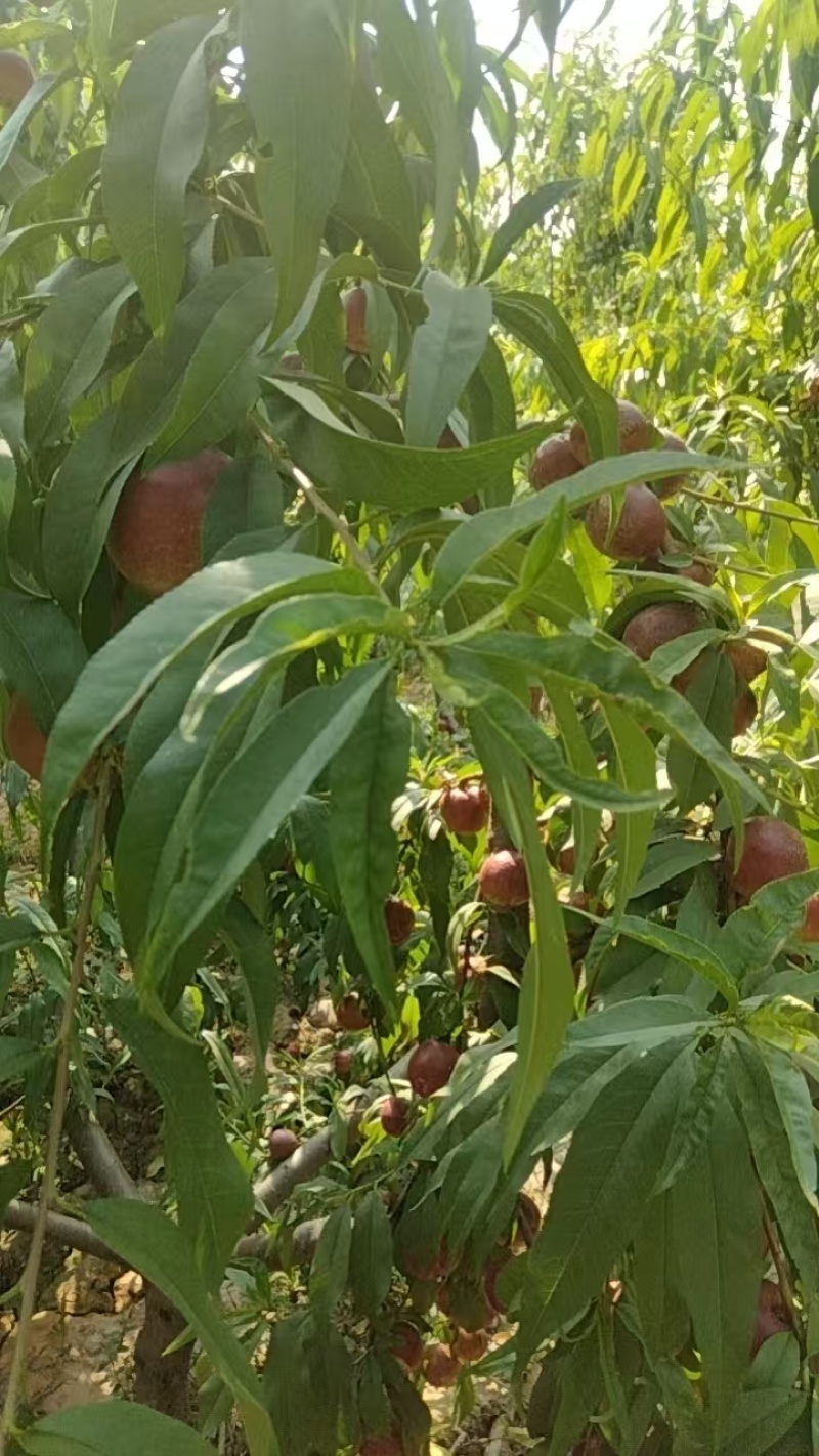 珍珠油桃便宜处理
