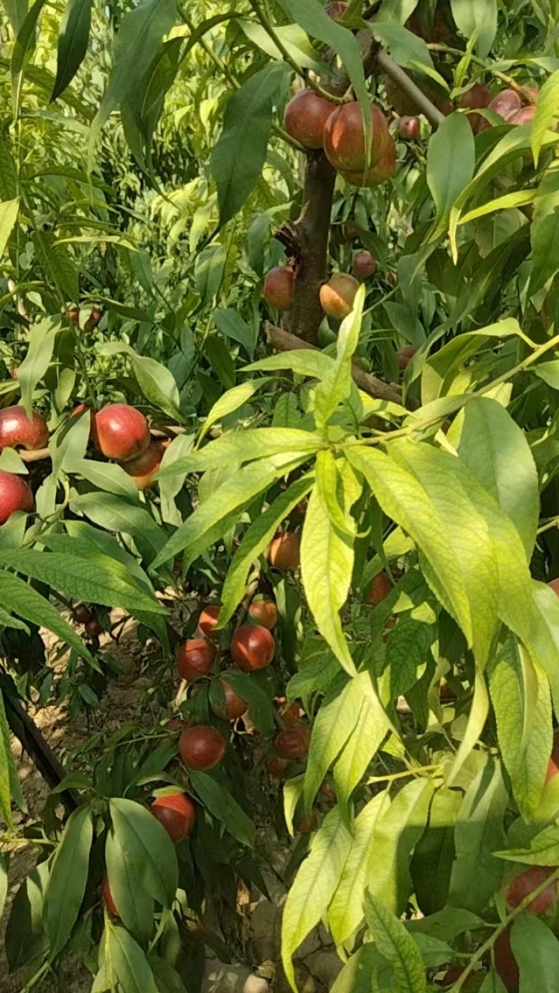 珍珠油桃便宜处理