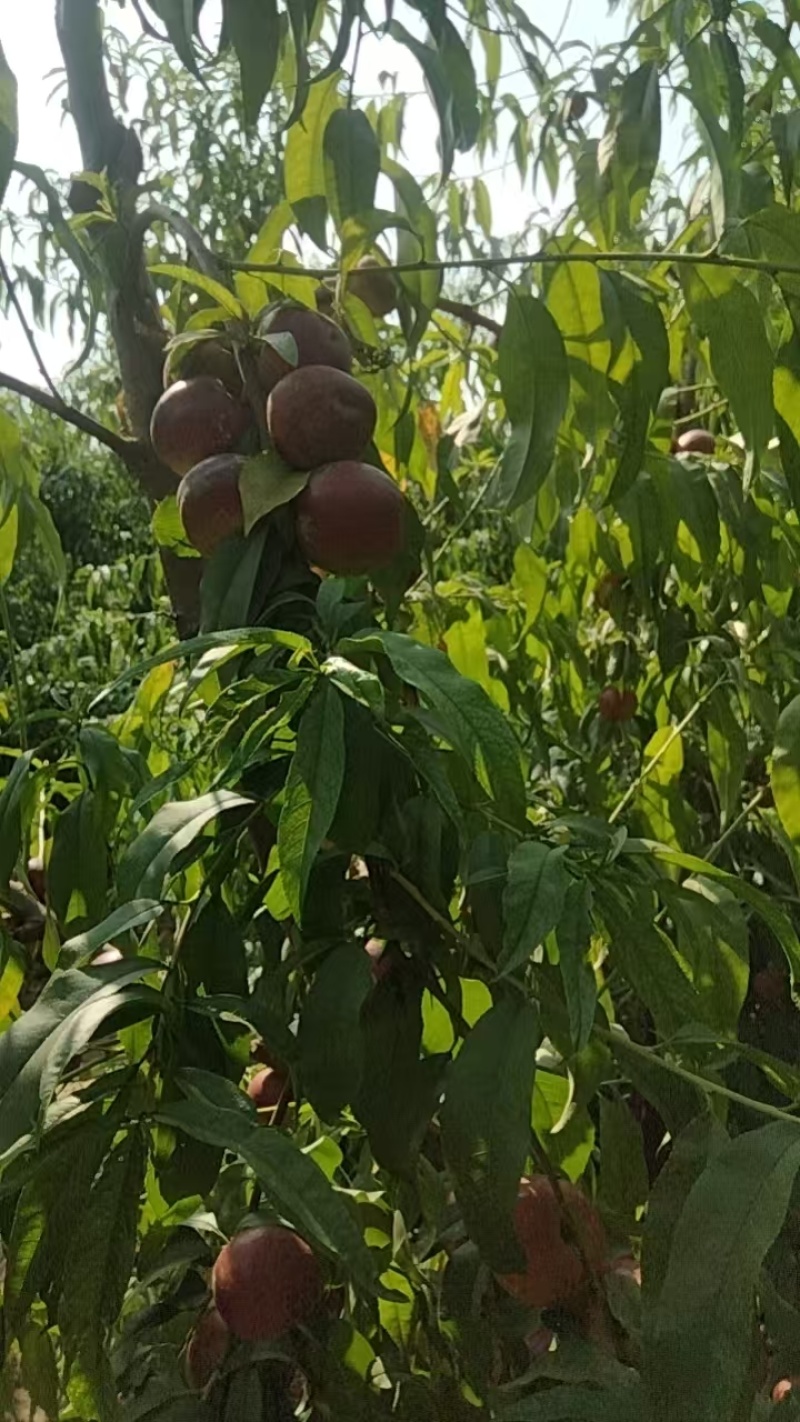 珍珠油桃便宜处理