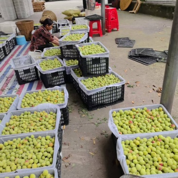 四川青梅大量上市产地直发可用作溜溜梅欢迎来电咨询