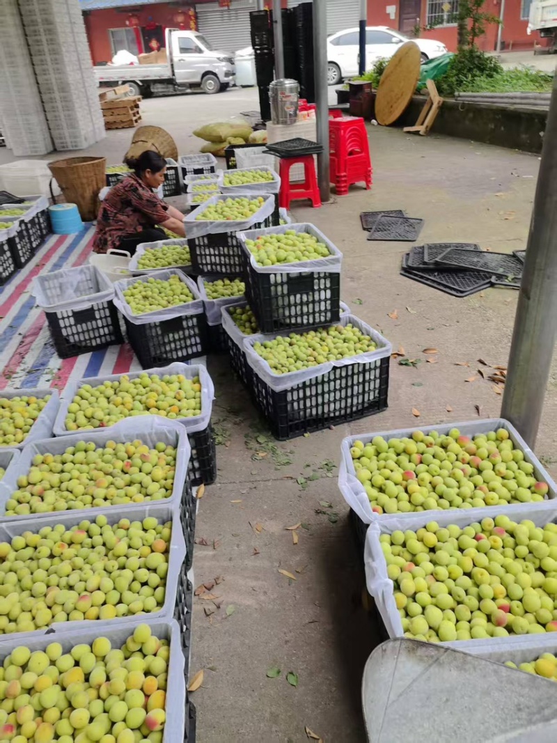 四川青梅大量上市产地直发可用作溜溜梅欢迎来电咨询