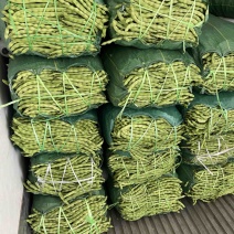 青豆，大量有货