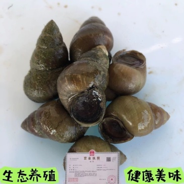 窑墩田螺原产批发