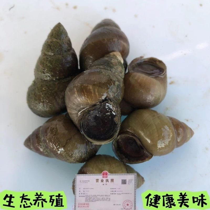 窑墩田螺原产批发