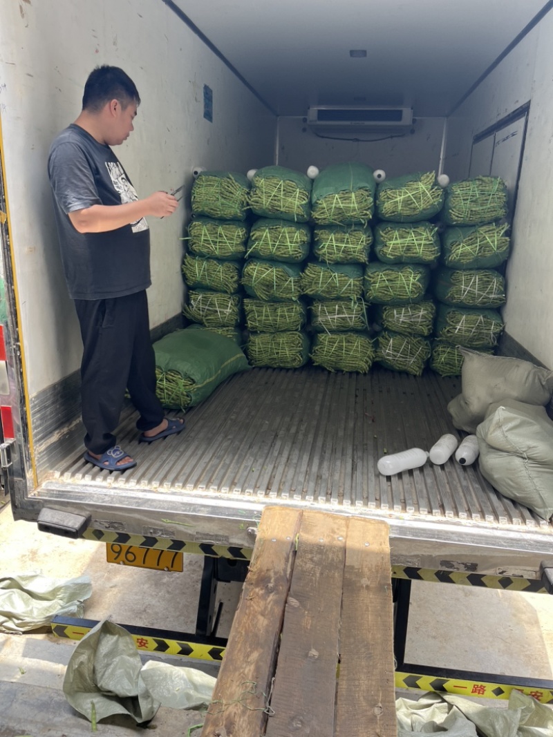 青豆，大量有货