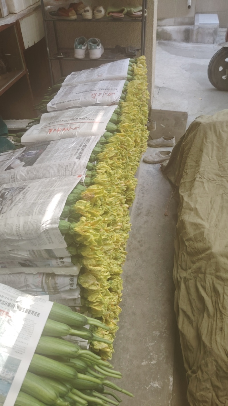 鲜花丝瓜，大量有货，通货，