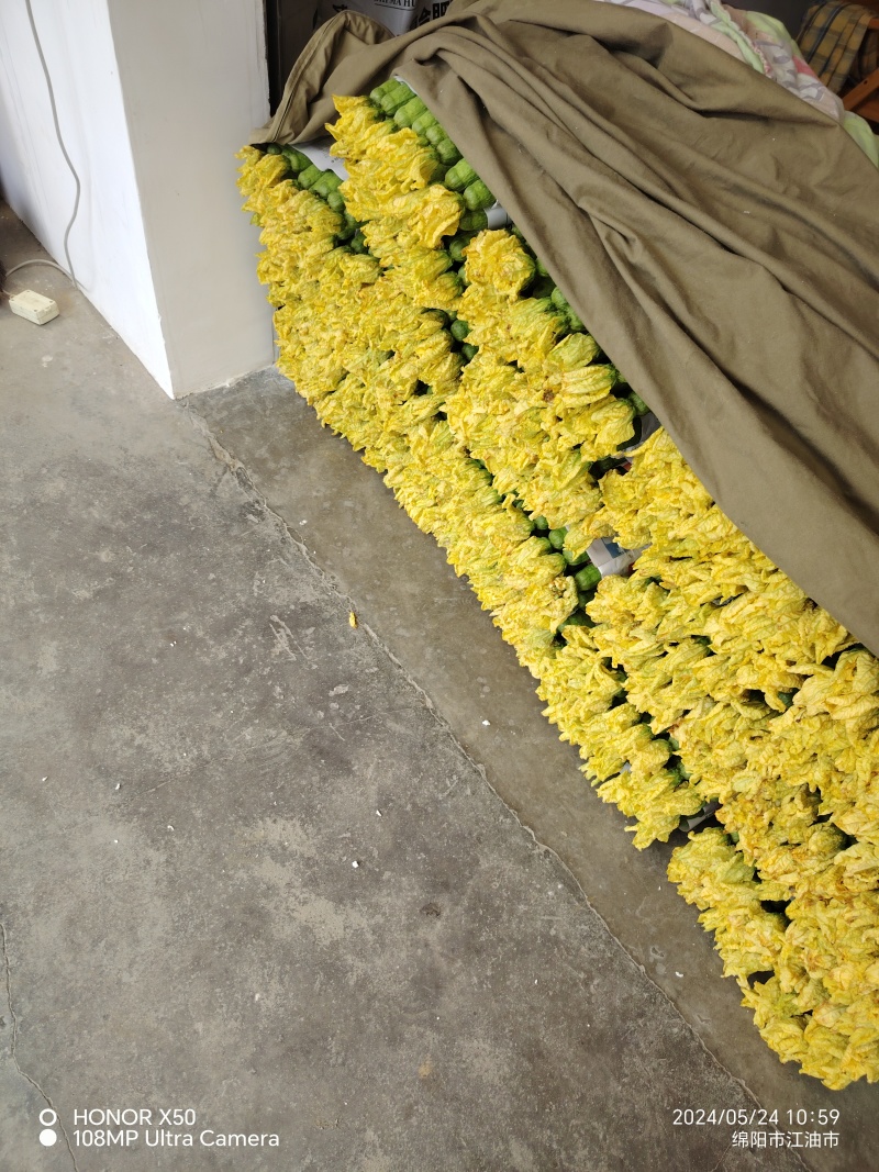 鲜花丝瓜，大量有货，通货，