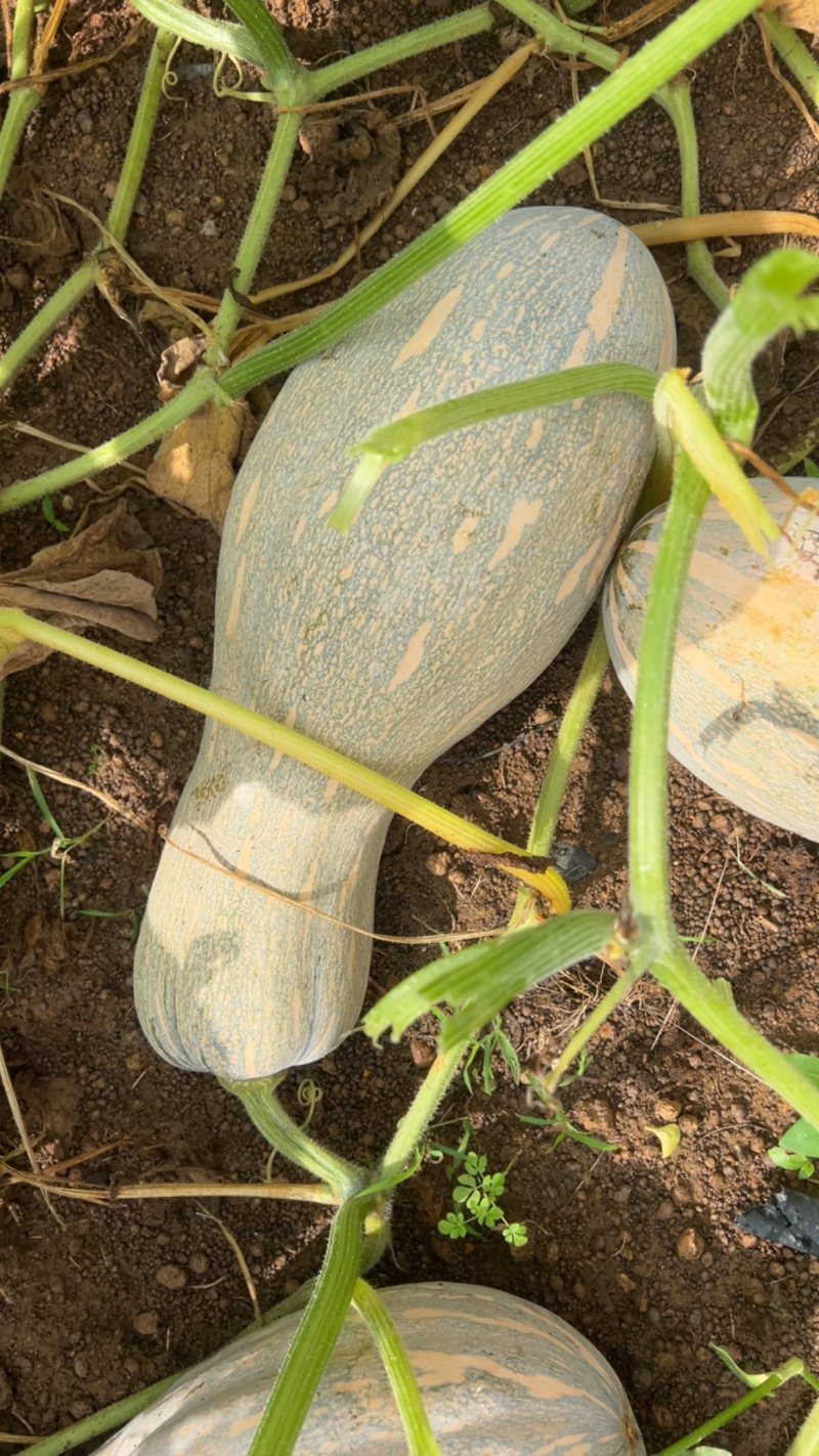 产地一手货密本南瓜，供应市场，超市，