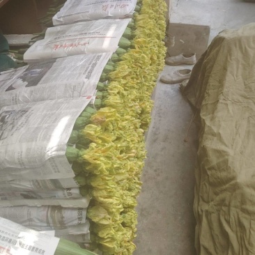 鲜花丝瓜，大量有货，通货，