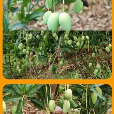 芒果大量批发或零售全国各地发货