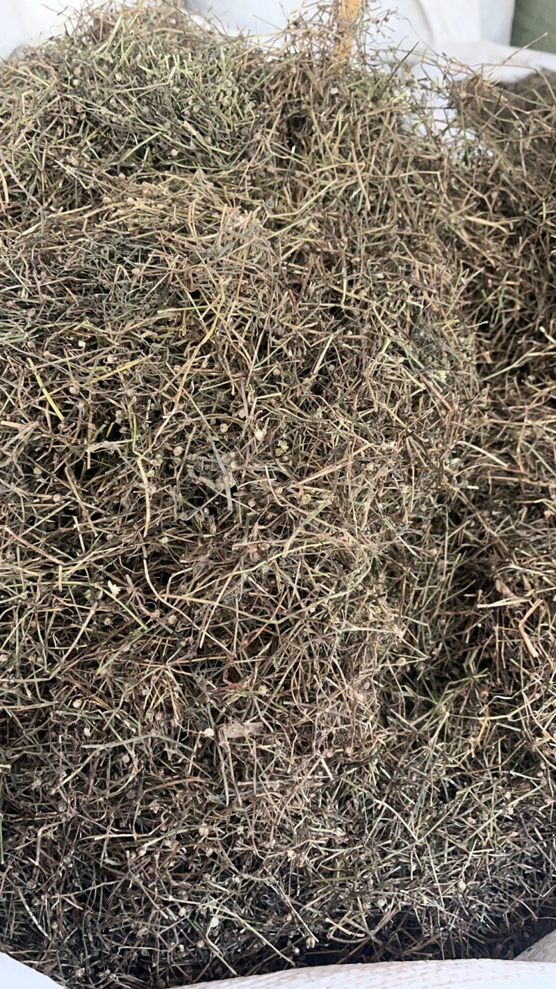 白花蛇舌草白花蛇舌草切段筛粉