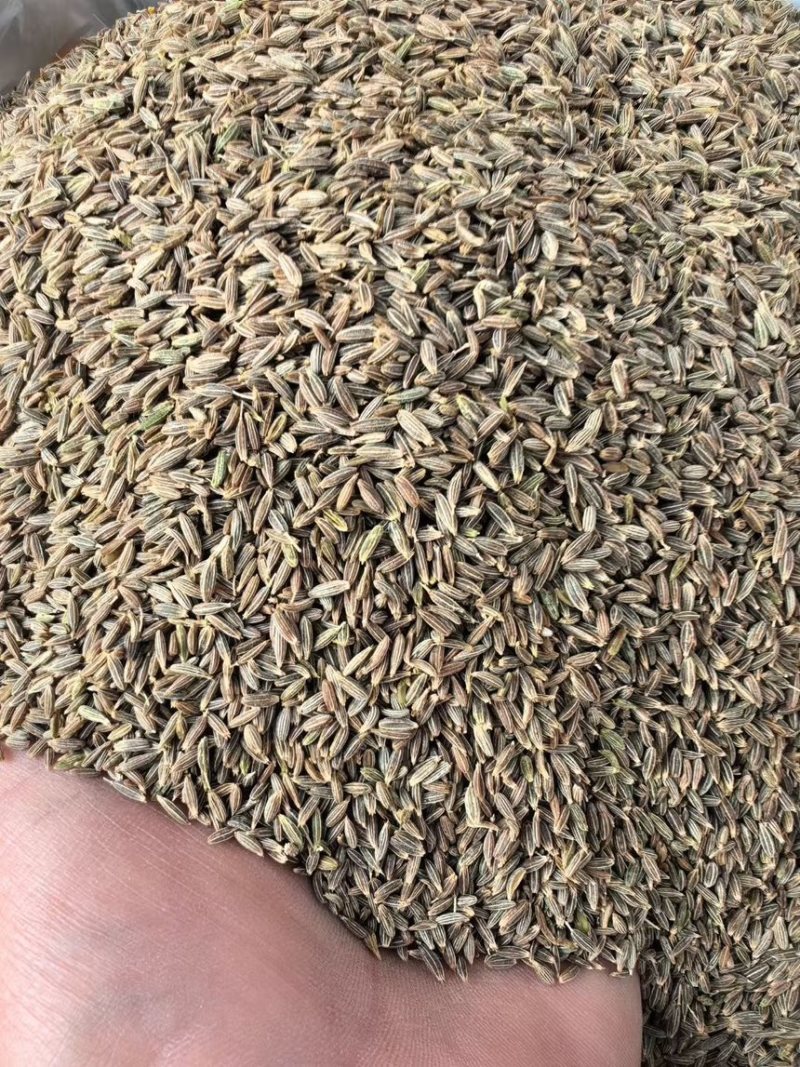 【实力优选】新疆孜然/精选孜然/颗粒饱满粒粒甄选