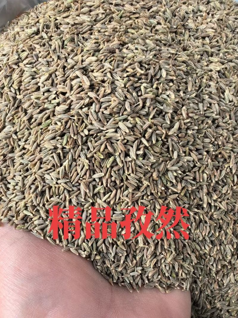 【实力优选】新疆孜然/精选孜然/颗粒饱满粒粒甄选
