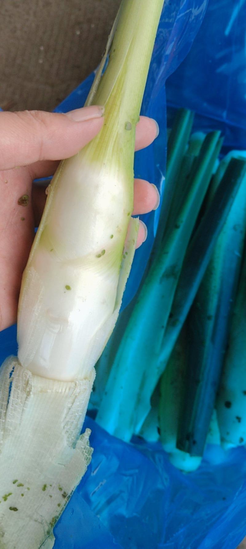茭白，现割鲜货