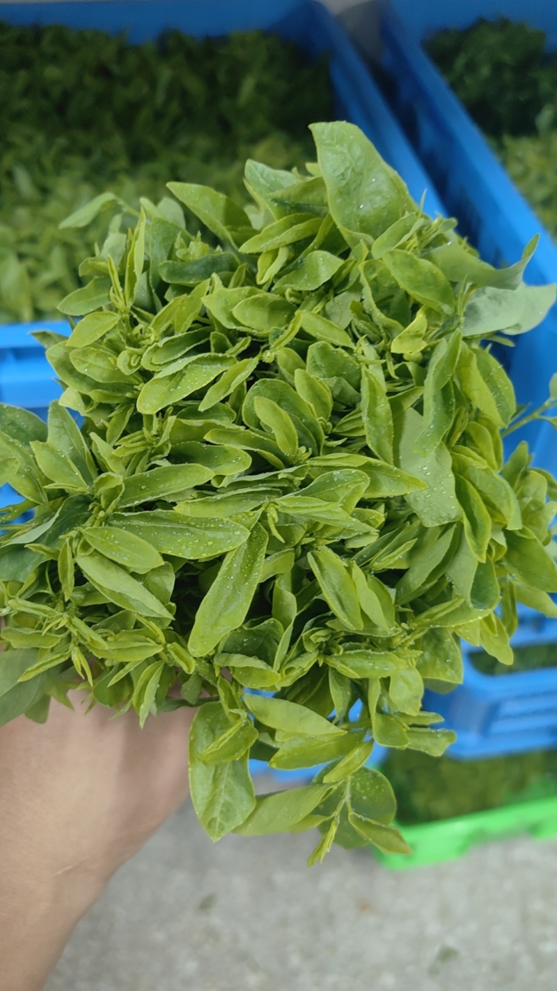 树仔菜