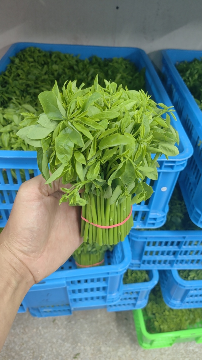 树仔菜