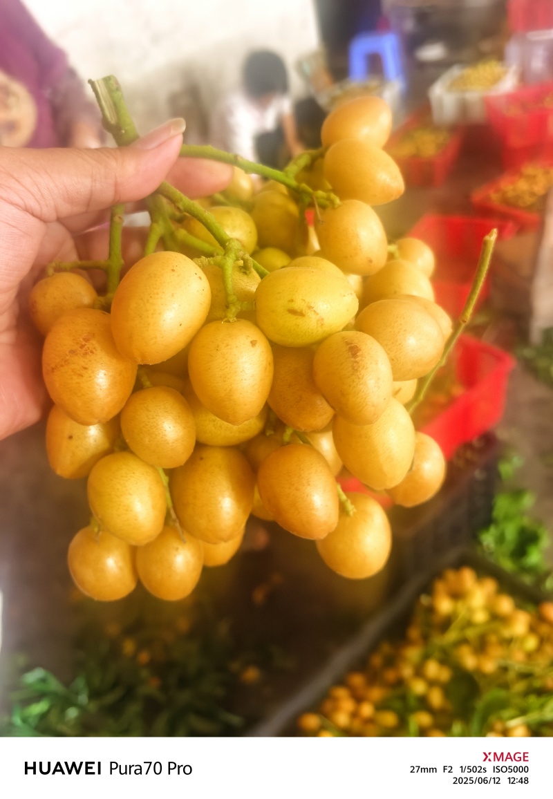 黄皮每天发车