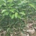 四川资阳春见柑橘苗（耙耙柑苗）大量接单欢迎下单