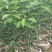 四川资阳春见柑橘苗（耙耙柑苗）大量接单欢迎下单