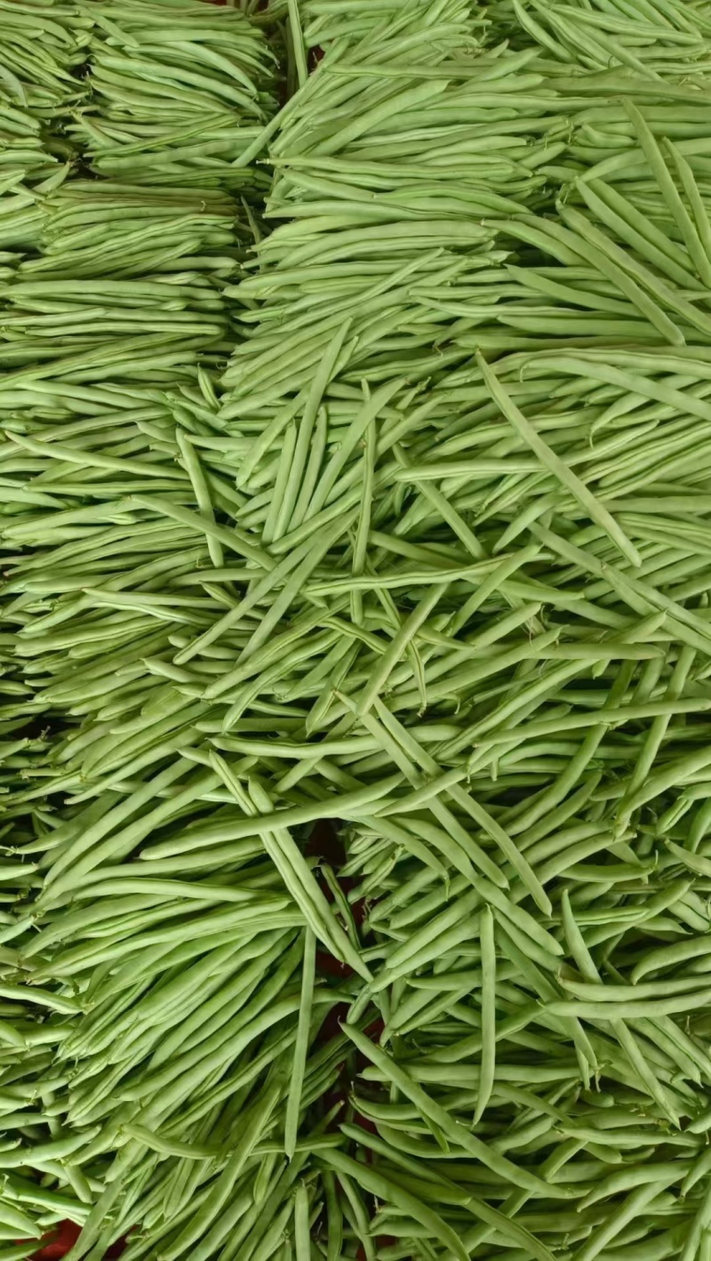 四季豆新苗四季豆量大质优，基地直发，可视频看货