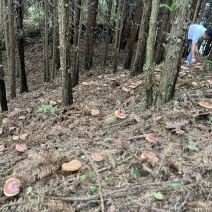 贵州省望谟县林下仿野生种植有赤灵芝。产地直供品质保证