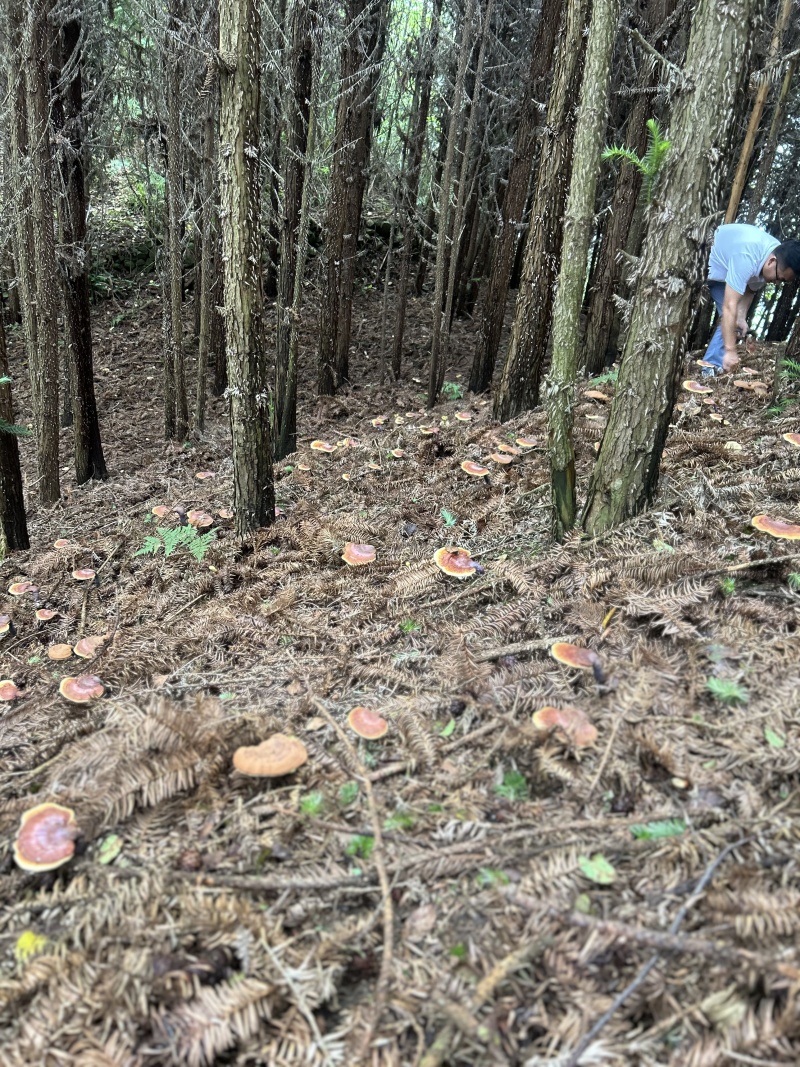 贵州省望谟县林下仿野生种植有赤灵芝。产地直供品质保证