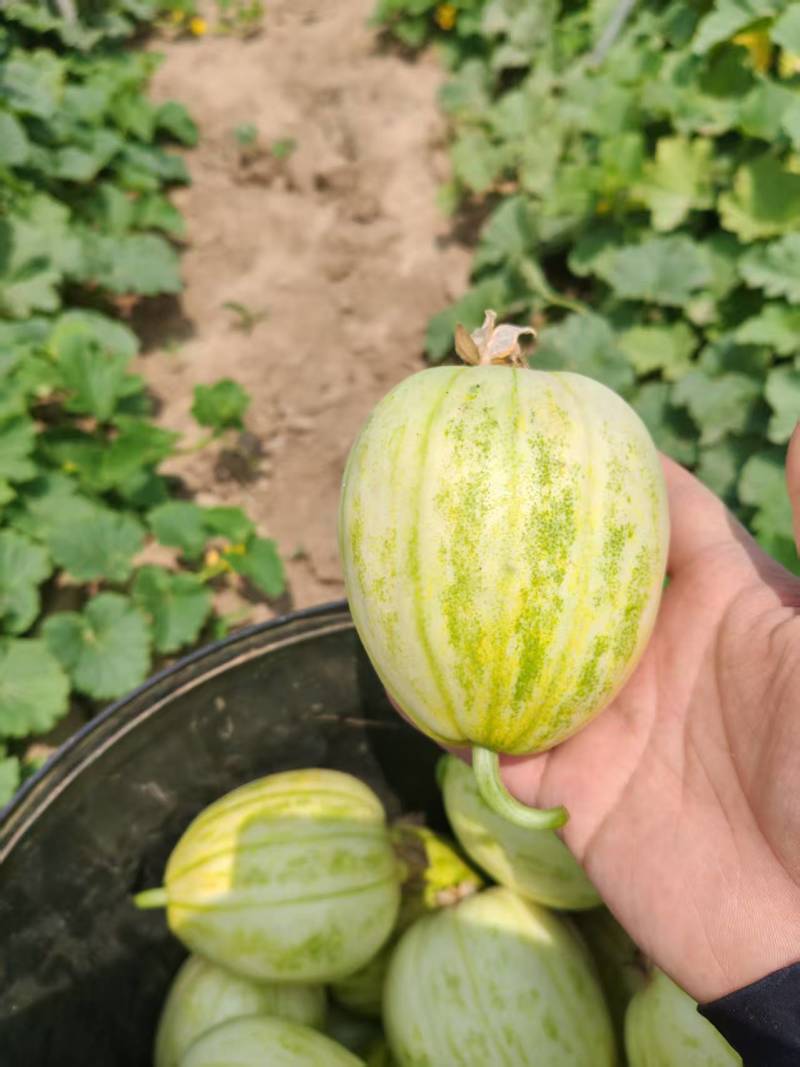 甜瓜。香瓜，新开园陆地香瓜，地址辽阳