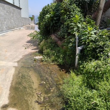 鸡枞菌