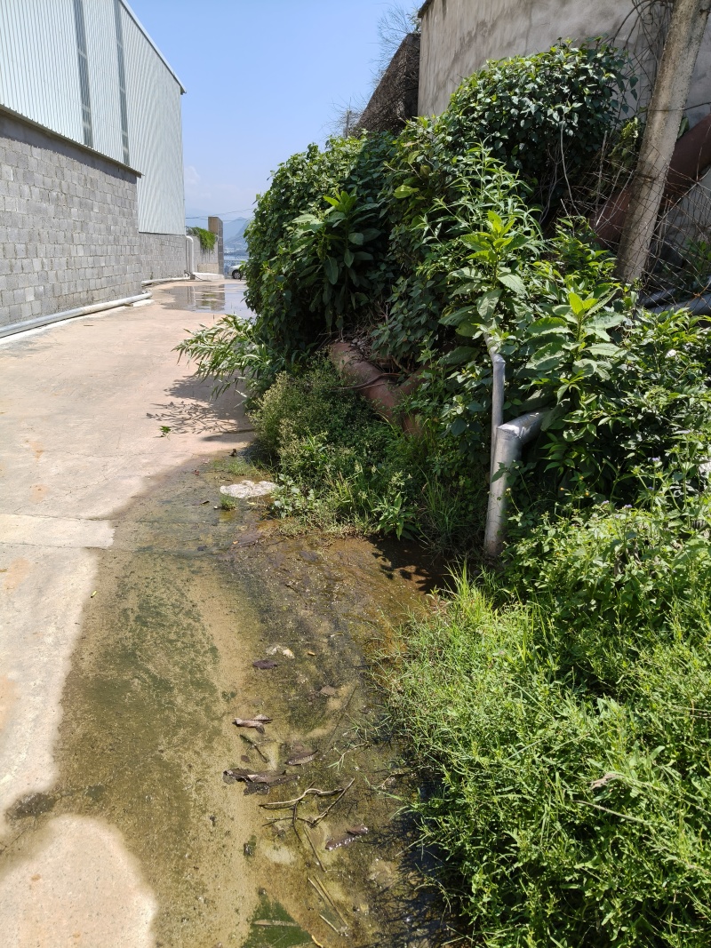 鸡枞菌