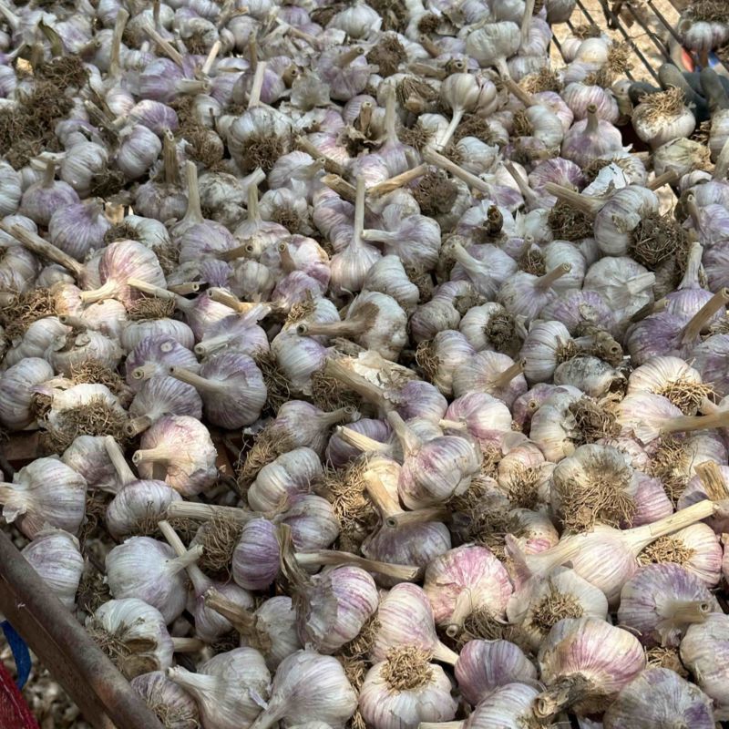 大青颗蒜