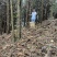 贵州省望谟县林下仿野生种植有赤灵芝。产地直供品质保证