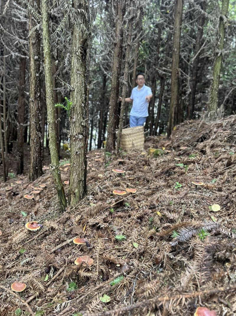 贵州省望谟县林下仿野生种植有赤灵芝。产地直供品质保证