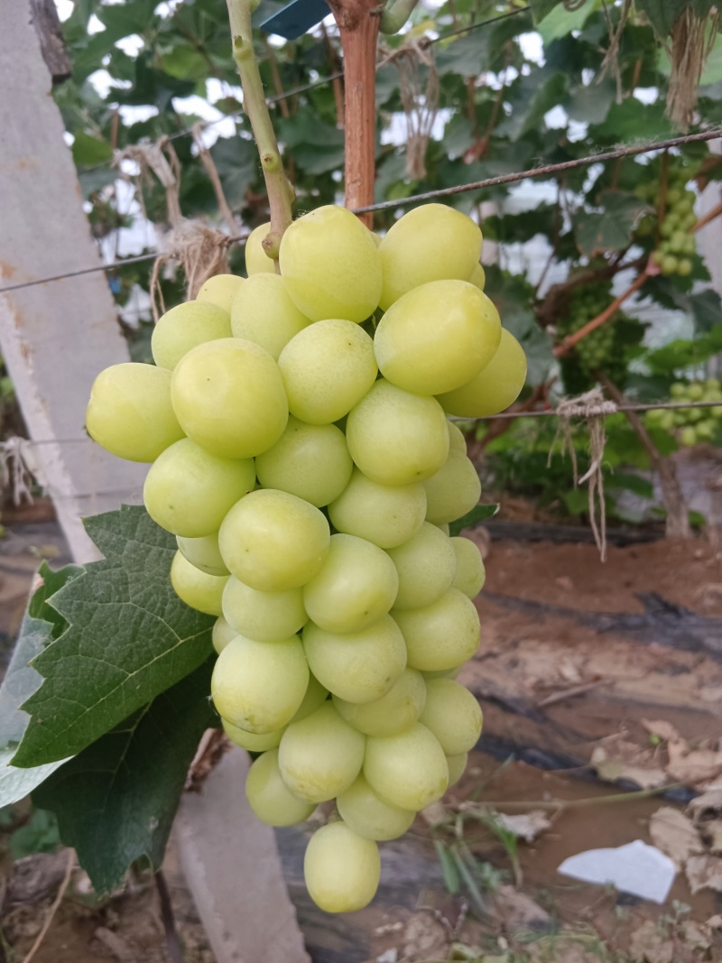 阳光玫瑰夏黑葡萄大量上市一手货源产地直发
