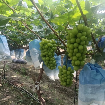 阳光玫瑰夏黑葡萄大量上市一手货源产地直发