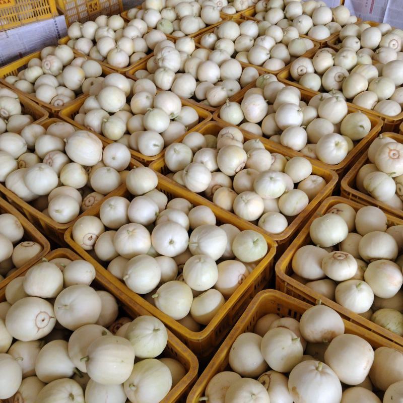香瓜大量上市