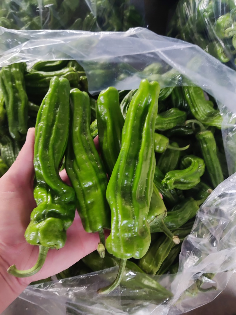 精品杭椒，泡椒巨无霸，薄皮椒，美人椒，小米椒，产地直供