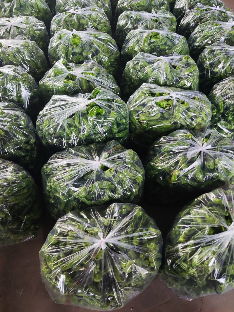 精品杭椒，泡椒巨无霸，薄皮椒，美人椒，小米椒，产地直供
